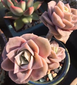 可爱玫瑰 老桩 群生多头 出状态粉色 一物一拍 多肉植物 大棚直销