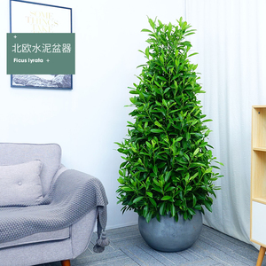 塔型非洲茉莉盆栽绿植酒店大堂阳台大型四季常青植物