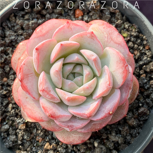 格瑞斯 恩宠 稀有韩货 满状态 进口多肉植物 一物一拍 月半丸