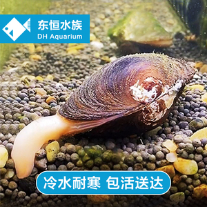 繁殖专用河蚌鲜活观赏淡水活体金华水质鱼缸宠物净水除藻活物冷水