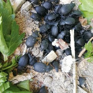 云南野生臭壳子虫臭屁虫琵琶甲虫高脚虫香姑娘虫臭壳虫活体包邮