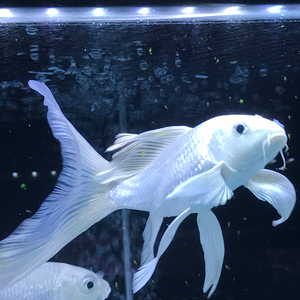 台湾蝴蝶鲤鱼活体 短身蝴蝶鲤鱼 龙鲤 龙鱼配鱼 石膏白蝴蝶鲤鱼