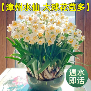 漳州水仙花盆栽水养精品种球苗四季开花室内水培花卉植物好养易活