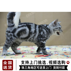 送货上门出售英国短毛猫纯种活体家养超萌蝴蝶图猫咪蓝猫淘宝交易