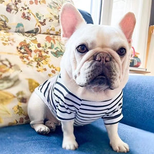 沈阳纯种法国斗牛犬幼犬家养小方体短腿法斗蓝牛黑白色小体宠物狗