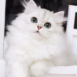 纯种金吉拉幼猫长毛猫活体纯白色可爱小猫咪家庭宠物猫