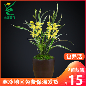 90慢呼吸旗舰店天猫兰花盆栽苗正品建兰系列金边神童冠名贵花卉植物
