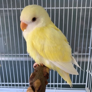 【日本桃鹦鹉】日本桃鹦鹉品牌,价格 - 阿里巴巴