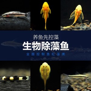 鱼缸冷水清道夫女皇王大帆琵琶豹纹垃圾清洁大小型吸盘热带观赏鱼