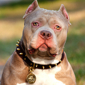 狗狗项圈牛皮脖圈 狗牌定制刻字中型犬大型犬法斗恶霸宠物防丢牌