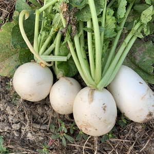 现挖白萝卜安徽六安农家菜新鲜蔬菜圆白萝卜嫩小萝卜大头菜500g