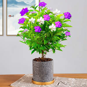 双色茉莉花盆栽开花植物室内鸳鸯花卉好养易活阳台四季浓香型花苗