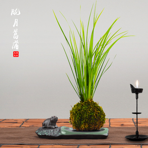 胧月菖蒲水培菖蒲草苔藓球盆栽水养植物禅意日本苍蒲草随手香盆景