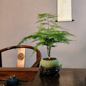 文竹盆景好养易活花卉客厅桌面植物茶几书房室内绿植办公室小盆栽