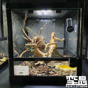 reptizoo乌龟睫角守宫蜥蜴爬宠热带雨林生态玻璃饲养箱保温箱