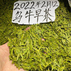 乌牛早茶2022年新茶半斤250克头采明前绿茶乌牛茶春茶乌牛早茶叶