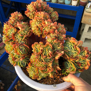 云南肉肉超大造型老桩多肉植物艾斯梅拉达爱斯梅拉达缀化一物一拍