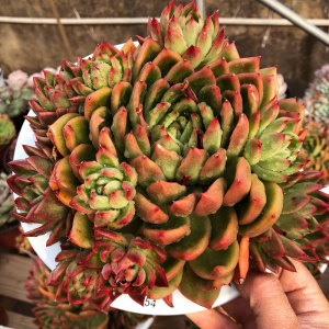 云南昆明露养肉肉群生东云系超大多头多肉植物鹰嘴弗兰克一物一拍