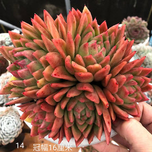 云南昆明露养肉肉精品多肉植物白蜡红蜡东云系黄金米兰达一物一拍