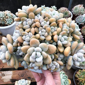 云南昆明露养肉肉多头群生果冻色洛丽塔老桩多肉植物洛神一物一拍