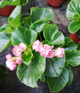 花卉盆栽室内玻璃翠植物花 四季海棠重瓣花海棠花办公室盆景花苗