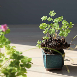 幸运草植物盆栽真花