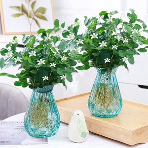 带香味植物室内七里香盆景老桩驱蚊十里香四季常青花苗37人付款100