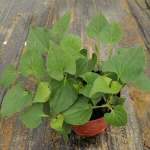 鱼腥草盆栽折耳根盆栽可食用天然绿色植物家用室内阳台种植盆景观