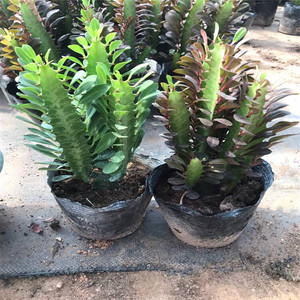 龙骨植物花卉盆栽 三角霸王鞭紫青色龙骨仙人多肉