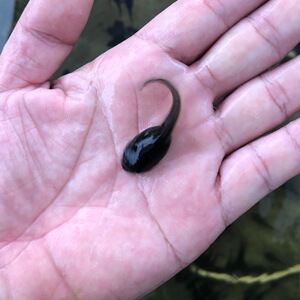 蝌蚪活体儿童宠物青蛙小蝌蚪找妈妈幼儿园苗牛蛙买送包活水族观赏