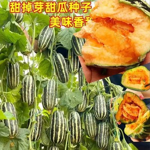 甜掉牙甜瓜种子超甜花皮特酥羊角蜜香瓜四季高产庭院大田水果种子