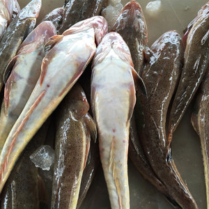野生鲜活辫子鱼 狗腿鱼 百甲鱼 牛尾鱼 三笑鱼 尖角鱼 1-2条/斤