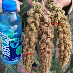 粘谷子小米种子糯黍子栗米黄金小香米黑谷子抗鸟害毛谷种五谷杂粮