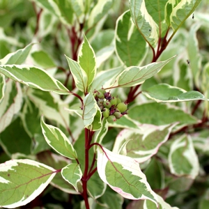 博众耐寒喜阳花叶红瑞木--象牙光环株型紧凑庭院花园灌木植物盆栽