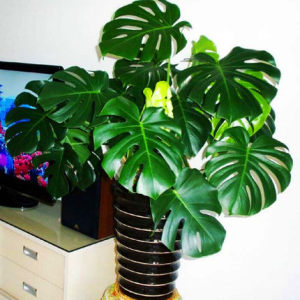 龟背竹大型盆栽绿植室内客厅花卉植物四季常绿大叶水培观叶植物