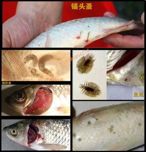 百虫敌百虫净鱼塘杀虫药水产水库专用药锦鲤杀虫鱼药杀锚头蚤鱼虱