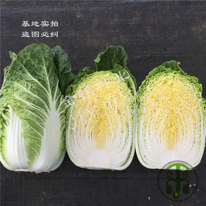 金铭种业 春帅韩国大白菜 春秋耐寒黄心大白菜进口杂交种蔬菜种子