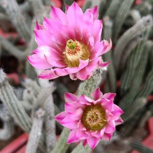 精品 仙人掌【银钮】 鹿角柱属仙人掌又名冰心玉骨多肉植物防辐射