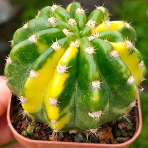 精品仙人球 大豪丸自然锦 易养美观开花大朵室内防辐射吸甲醛多肉