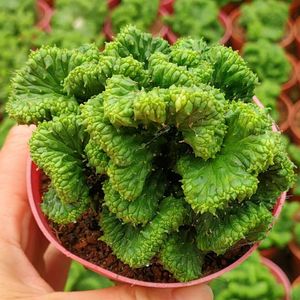 稀有自根大戟科九头龙缀化易养黄花仙人球多肉植物室内阳台防辐射