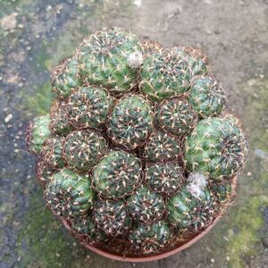 精品仙人球【脂粉丸】扒刺软刺开花球 易养美观 防辐射吸甲醛