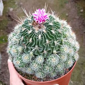 精品超大仙人球【千波万波群生】易养美观带小崽防辐射吸甲醛绿植