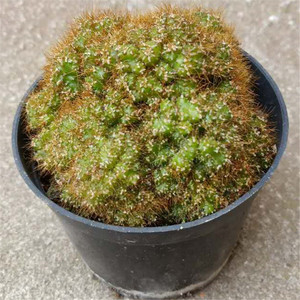 虎头山精品多肉【黄金山影】仙人掌科办公室小盆景吸甲醛防辐射