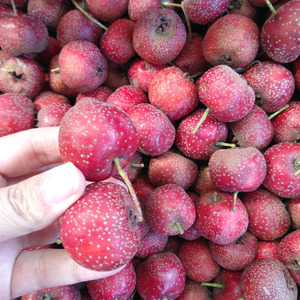 山楂果新鲜云南