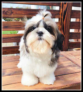 小型犬家养大眼睛长毛可修泰迪中国西施犬纯种幼犬宠物狗活体出售