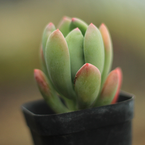 00shift塔淘宝一物一拍青星美人绿美人 多头群生老桩多肉植物 可爱