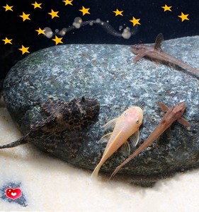 观赏活体热带鱼清洁鱼缸工具鱼垃圾鱼琵琶鱼清道夫清除水藻青苔