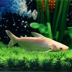 中大型鱼热带鱼白鲨鱼活体宠物观赏鱼白化鲨凶猛白化蓝鲨