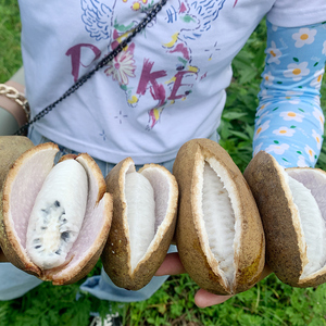 八月瓜水果新鲜5斤8八月炸野果野香蕉稀罕水果当季贵州八月果鲜果