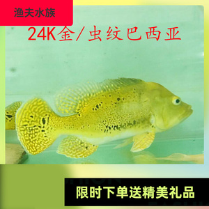 【巴西亚鱼野生】巴西亚鱼野生品牌,价格 - 阿里巴巴